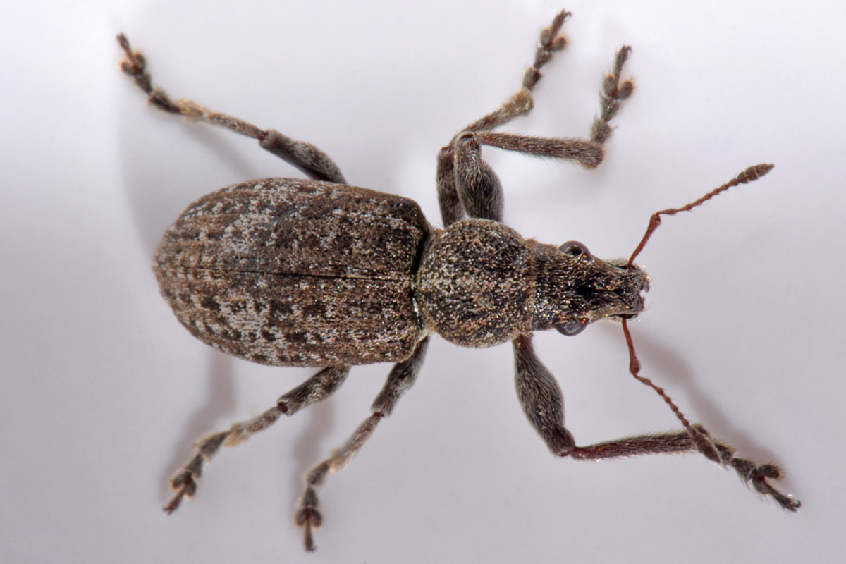 Curculionidae: Sitona sp?    No, Coelositona limosus